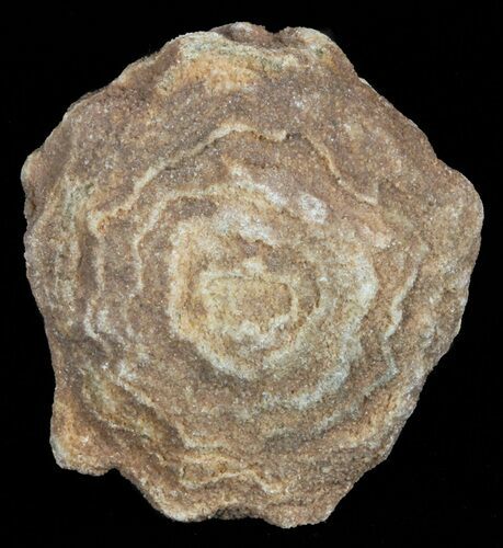 Flower-Like Sandstone Concretion - Pseudo Stromatolite #62209